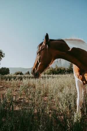 AudraRaine_Horse copy