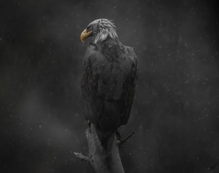 BradleyWestwood_Eagle copy