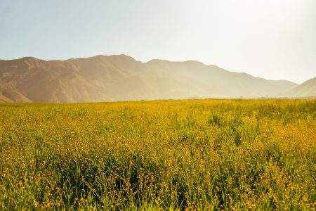 MaddoxDixon_FlowerField copy