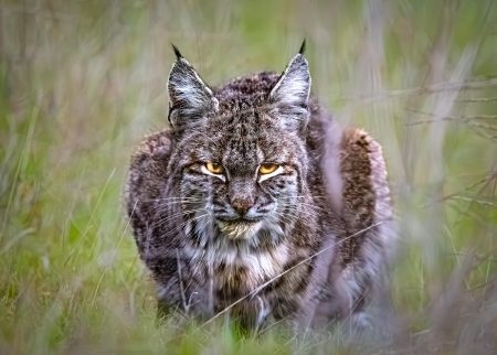 MichaelWhite_Bobcats+Stare+of+wonder copy